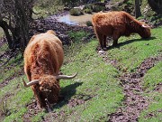 68 Mucche scozzesi (Highlander) all'Agiturismo Prati Parini